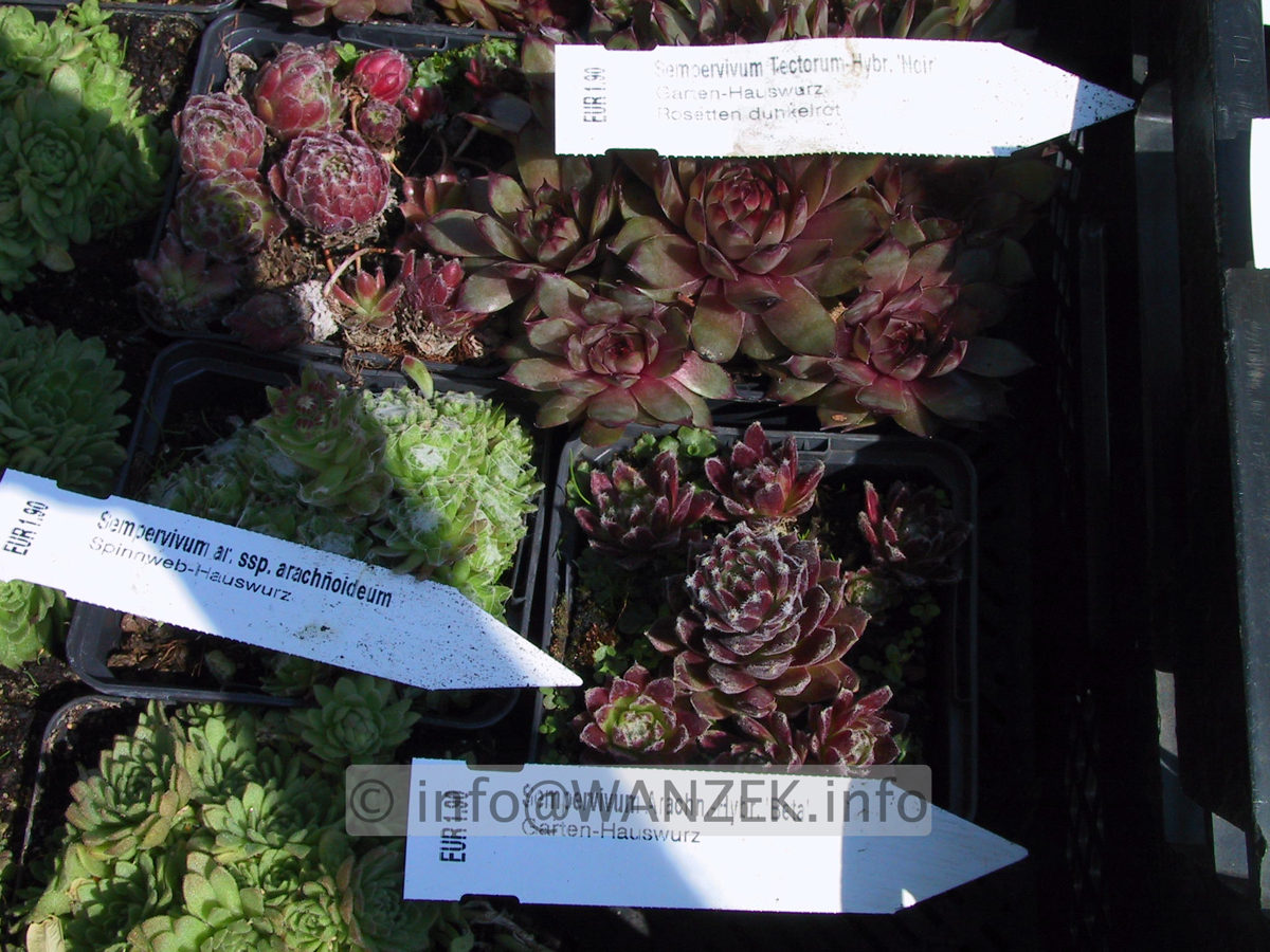 Sempervivum hybridum in Sorten 07.JPG